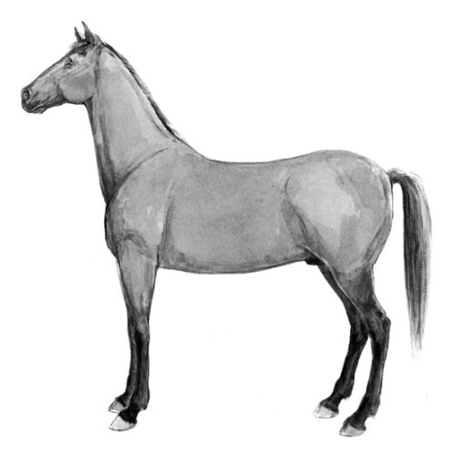 Understanding Horses: Equine Communication and a History of Feral Breeds